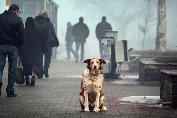 Заглянуть в глаза собаке